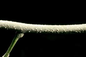 Image result for Vepris zambesiaca