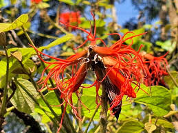 Image result for Erythrina abyssinica