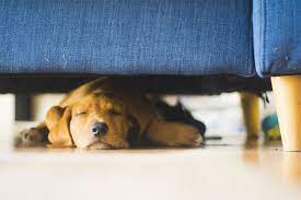Why Do Dogs Sleep So Much