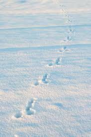 Dreamstime is the world`s largest stock photography community. Winter Snow Rabbit Tracks Animal Tracks Pikist