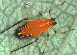 When it comes to pest control, who is financially responsible? Aphid Wikipedia