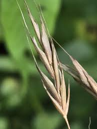 Image result for Bromus