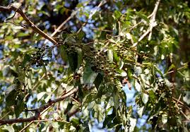 Image result for Keetia