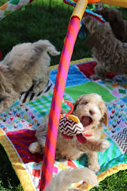 They are available in just as many sizes, styles and materials as more traditional top mounted sinks, and they are also easier to clean thanks to there. High Country Australian Labradoodles
