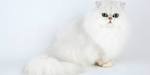 Chinchilla Persian Cat Breed - Facts, Origin, History and ...