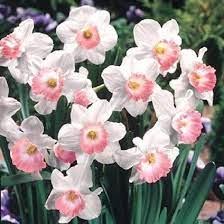 Daffodil Narcissus Pink Charm Bulb Shipping In 2021 Daffodil Bulbs Bulb Flowers Daffodils