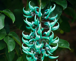 Image result for Strongylodon macrobotrys