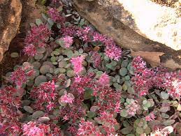 Succulent foliage comes in red, pink, lavender, yellow and blue as well as stripes, blends and speckles. Sedum Crassulaceae