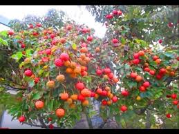 Well, we're looking for good writers who want to spread the word. Dogwood Berries Cornus Kousa Youtube