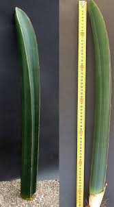 Image result for Sansevieria sinus-simiorum