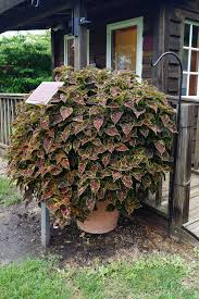Image result for Coleus buchananii