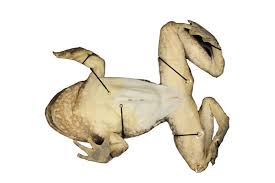 Image result for Strabomantis cornutus