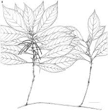 Image result for Virectaria major