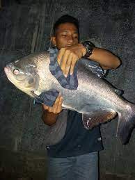 We did not find results for: Komunitas Mancing Bawal Semarang Home Facebook