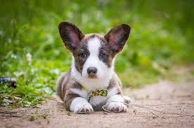We did the research so you don't have to. Cardigan Welsh Corgi Dog Breed Information Cardigan Welsh Corgi Puppies Pembroke Welsh Corgi Puppies Corgi Dog Breed