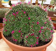 With its value in home aesthetics and design, you must have wondered about the it is a whimsical cactus with stems that grow in various heights in one pot, resembling the towers of a castle. Mammillaria Tetracantha In 37 Cm Pot Cactus House Plants Planting Succulents Succulents Garden