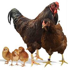 Buckeye Tractor Supply Co Moderate Producer Of Brown Eggs Does Well Free Range Hardy Breed Stocky And Livestock Conservancy Breeds Chicken Breeds