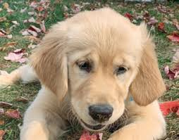 ARE YOU A golden retriever BELIEVER? golden retriever