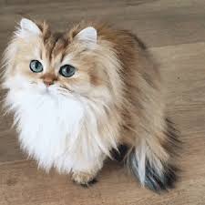  Gambar Kucing Lucu Imut Dan Paling Menggemaskan Sedunia Cute Animals Beautiful Cats Cats And Kittens