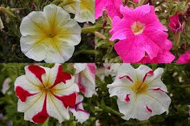 Image result for foto petúnie