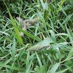 Image result for Setaria lindenbergiana