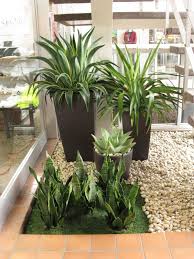 Corporate Green Inc Interior Foliage Indoor Trees Indoor Plants Easy Indoor Plants