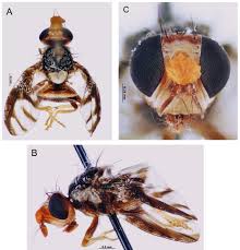 Image result for Agelanthus terminaliae