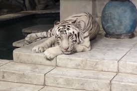 The owner of a tiger that was spotted roaming a houston neighborhood was arrested monday night, but officials are still searching for the big cat. White Tigers At Houston S Downtown Aquarium Allegedly Haven T Been Outside In 12 Years People Com