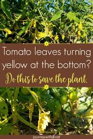 Yellow Leaves At The Bottom Of Your Tomato Plants The Beginner S Garden Tomatoes Plants Problems Growing Tomatoes In Containers Growing Vegetables