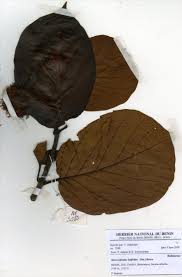 Image result for Sarcocephalus