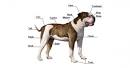 PuppyFind | American Bulldog Puppies for Sale