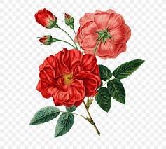 Download 94,573 botanical illustration rose stock illustrations, vectors & clipart for free or amazingly low rates! Flower Bouquet Botany Rose Botanical Illustration Png 658x739px Flower Annual Plant Botanical Illustration Botany Camellia Download