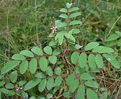 Image result for Indigofera subulifera