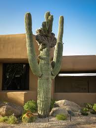I Love This Saguaro He Looks Like A Tribal Chief Performing A Ritual Dance Move Crested Saguaro I Love Scottsdale Jardin Sec Plante Jardin Jardins