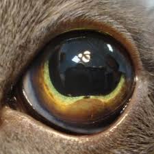Iris melanoma is a primary intraocular tumor with a high potential risc for metastasis, characterized by the presence of a single or a multiple hyperpigmentation however, not any hyperpigmentation should be handled as a melanom, is required differential diagnosis with melanosis, iris nevi, iris cysts, iridal. Pdf Iris Melanoma In Cats