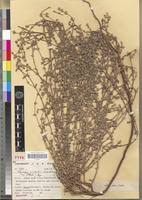 Image result for Polycarpaea prostratum
