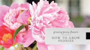 Where is the best price for 5 peonies?. How To Grow Peonies Growing Peonies In Your Garden Youtube