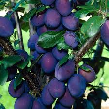 Check spelling or type a new query. Buy Plum Damson Merryweather J Parker Dutch Bulbs