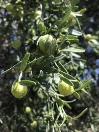 Image result for Tabernanthe elliptica