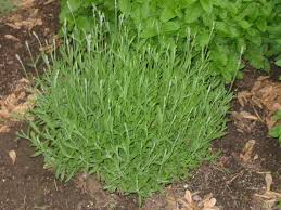 Phenomenal blooms much sooner than other varieties, beginning in late spring through early summer. Lavender Not Flowering Idioticfashion
