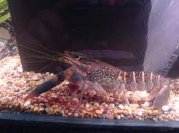 Species Spotlight Keeping Freshwater Crayfish At Home