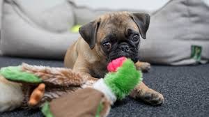 Pug Filhote Tudo Que Voce Precisa Saber Antes De Ter O Seu Petz