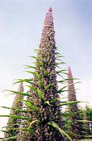 Image result for Echium