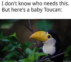 Thanks to the stock trade battle between hedge funds and redditors, gamestop stonk memes are the stuff of comedy legend now. I Dont Know Who Needs This But Heres A Baby Toucan Meme Memezila Com