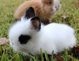 Looking to find quality bunny rabbits for sale in kailua, hawaii? Dwarf Rabbits For Sale Near Me Online