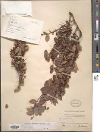 Image result for Gymnosporia pubescens