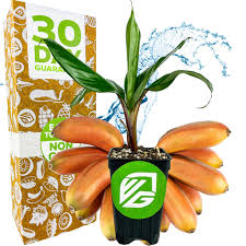 Image result for Musa acuminata