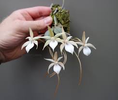 Image result for Aerangis