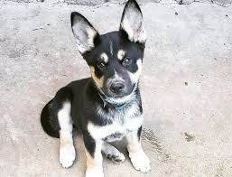 Black and grey dogs with the same type of saddling are not generally included under this category) siberian huskies also feature a wide variety of eye color. 30 Handsome Husky Mixes The Siberian Husky Mix Guide