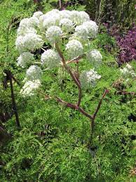 karwijselie selinum wallichianum planten tuinbloemen tuin